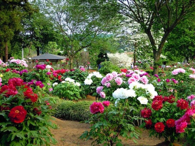 東松山ぼたん園