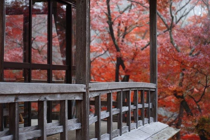 【2022年】王地山公園の紅葉