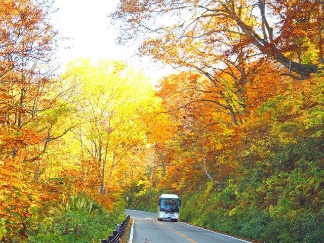 【2022年】立山（美女平：標高1,000m付近）の紅葉