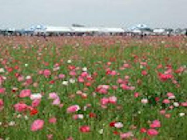 あじさかポピー祭り