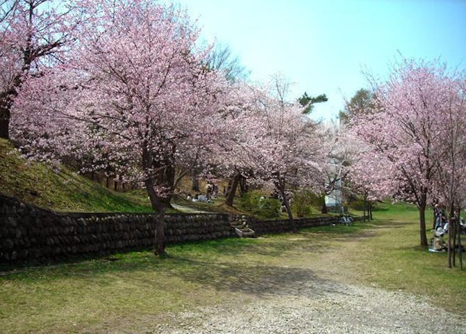 緑ケ丘公園の桜・お花見