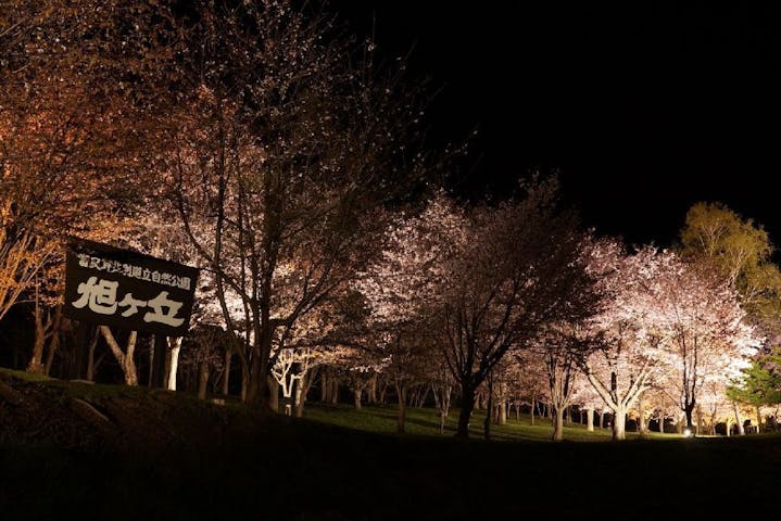 旭ヶ丘公園の桜・お花見