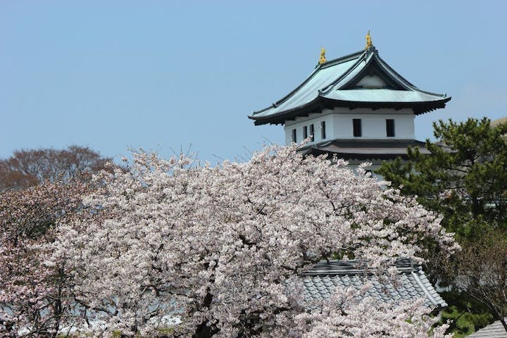松前公園の桜 お花見 アソビュー