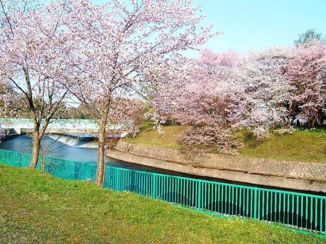 聖台ダム公園の桜・お花見