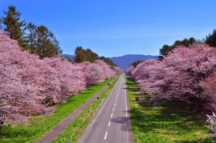 二十間道路桜並木の桜・お花見