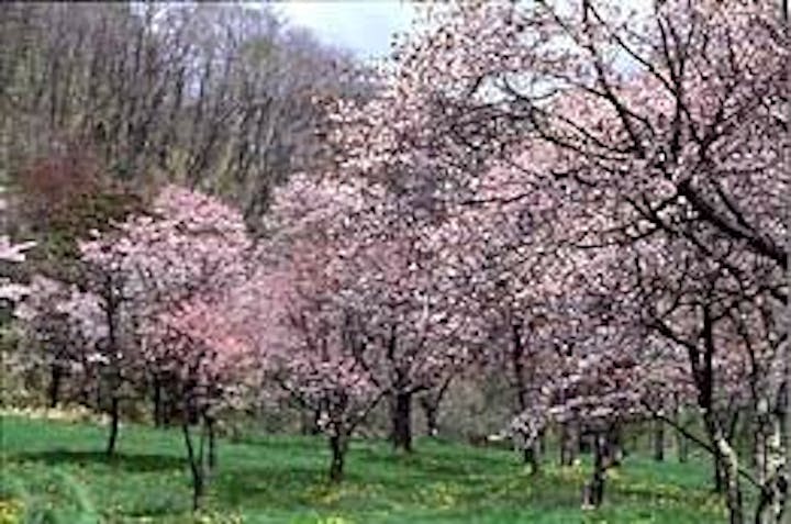 別保公園の桜・お花見