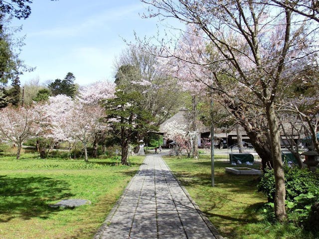 有珠善光寺自然公園の桜・お花見