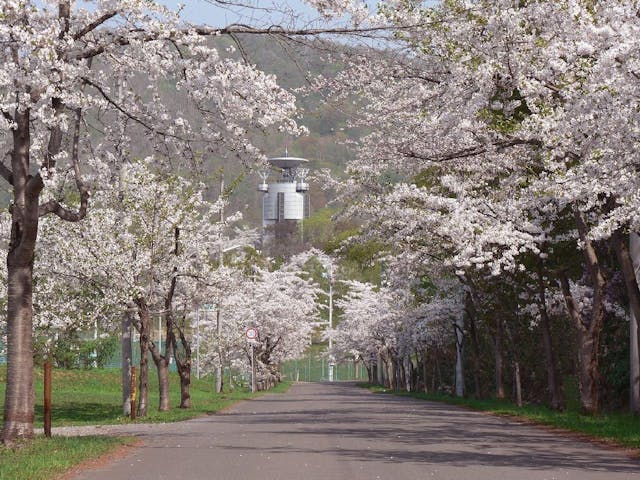 美唄市東明公園の桜・お花見