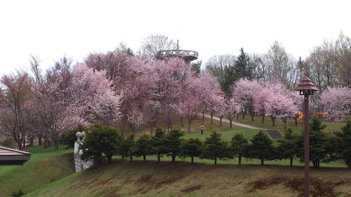 憩ヶ森公園の桜・お花見