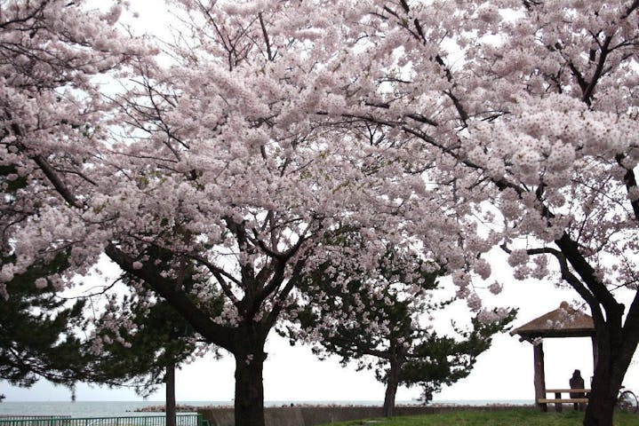 合浦公園の桜・お花見