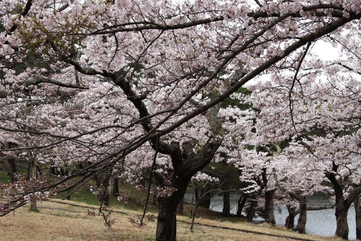 野木和公園の桜・お花見