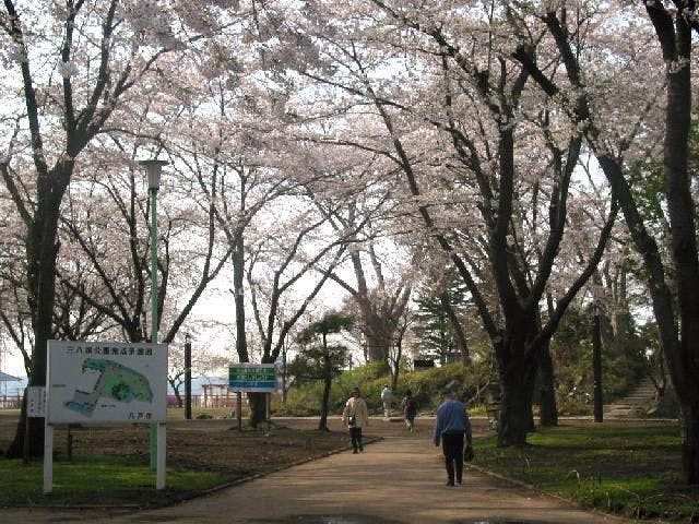 三八城公園の桜・お花見
