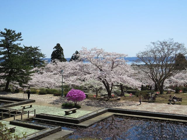 水源池公園の桜・お花見