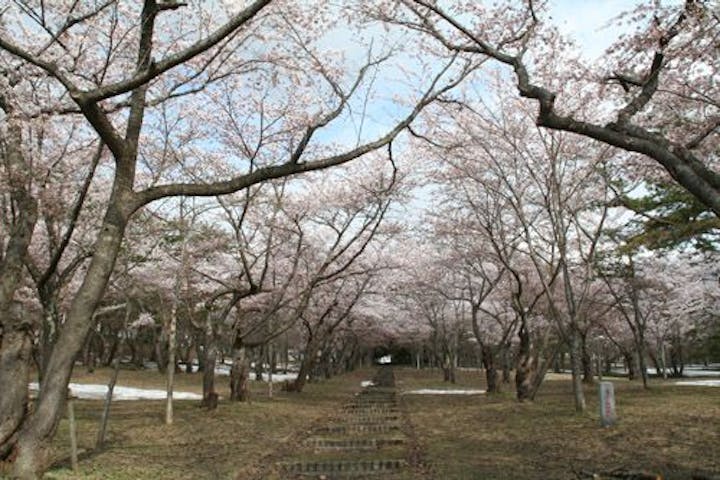 桜林公園の桜・お花見