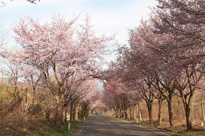 世界一の桜並木の桜・お花見