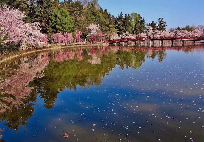 猿賀公園の桜・お花見