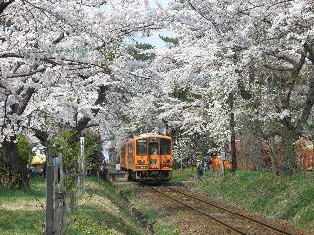芦野公園の桜・お花見