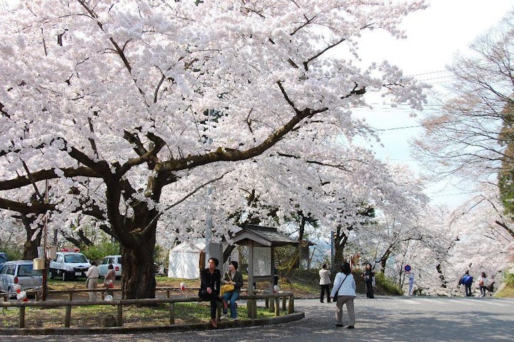 三戸城跡城山公園の桜・お花見