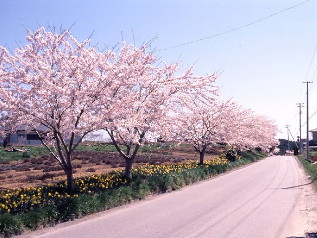 碁石海岸の桜・お花見
