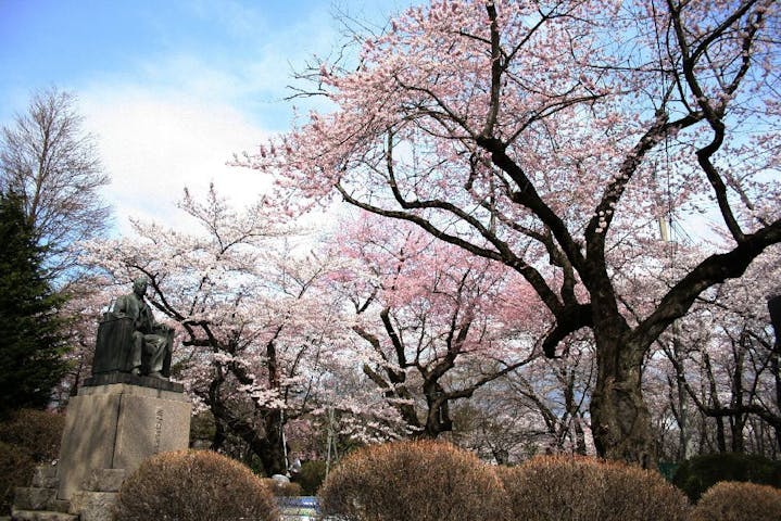 水沢公園の桜・お花見