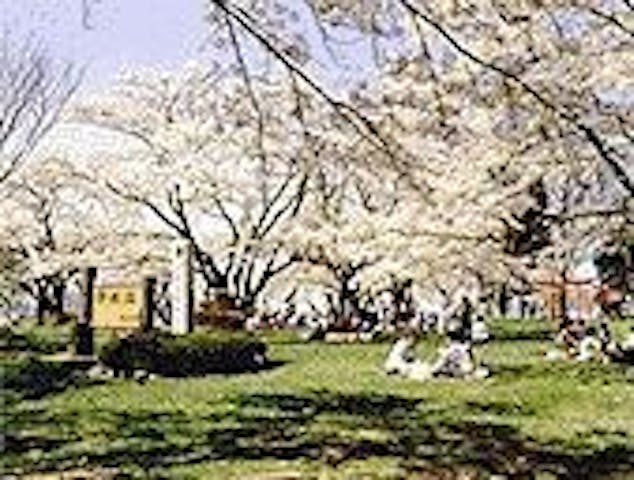 紫波城山公園の桜・お花見