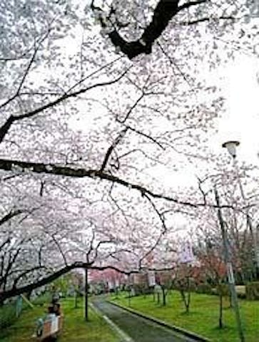 お物見公園の桜・お花見