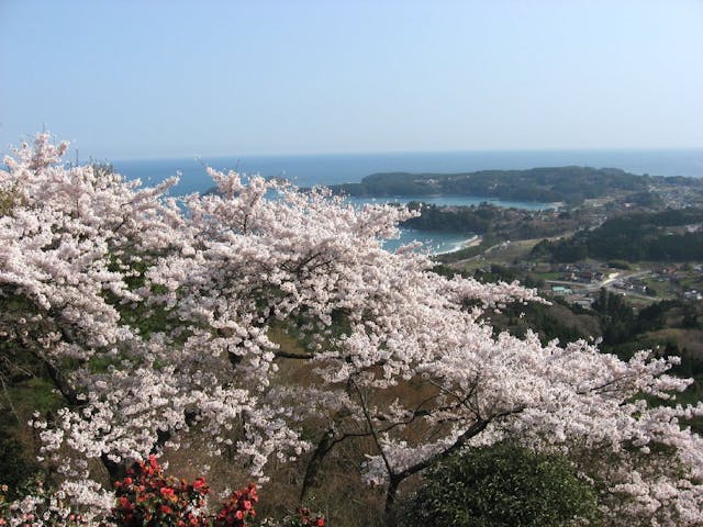 気仙沼大島の亀山の桜・お花見