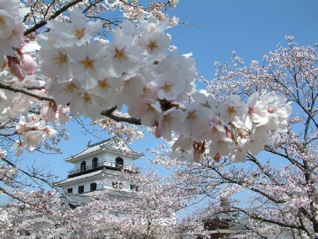 白石城本丸広場の桜・お花見