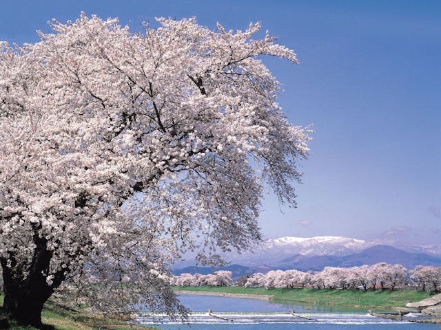 白石川堤一目千本桜の桜・お花見