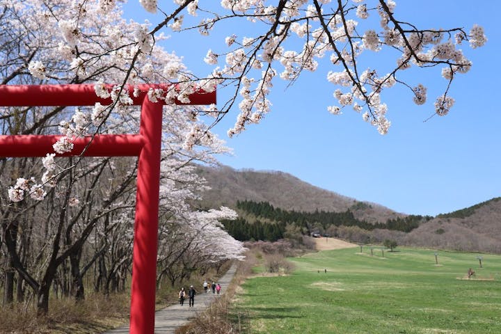 薬莱山麓の桜・お花見