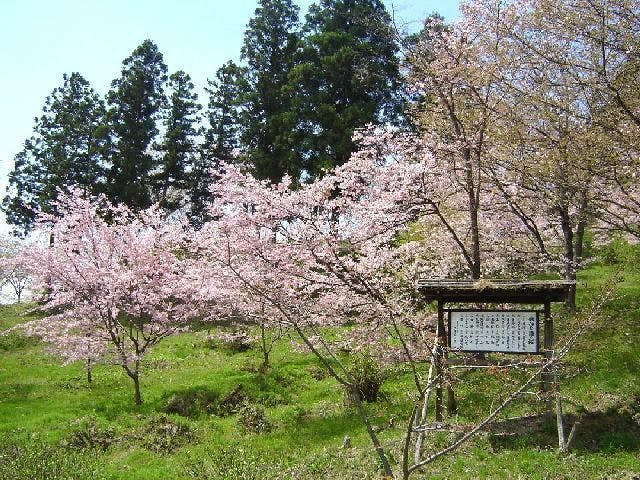 館山公園の桜・お花見