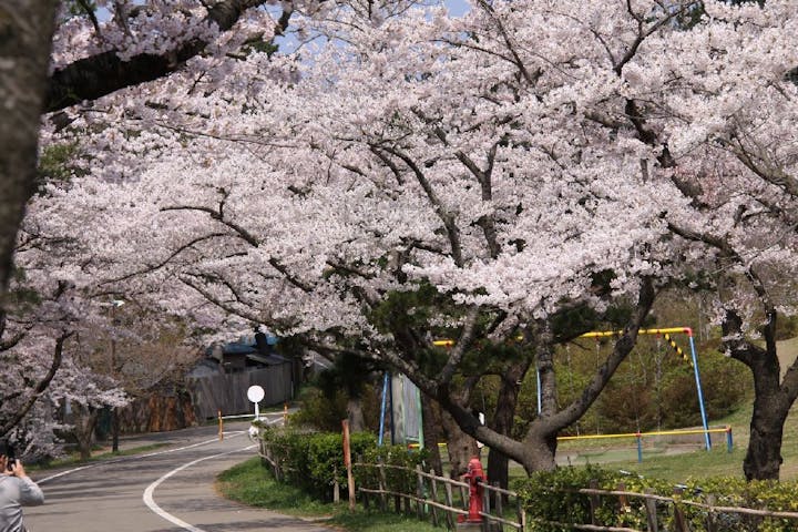 能代公園の桜・お花見
