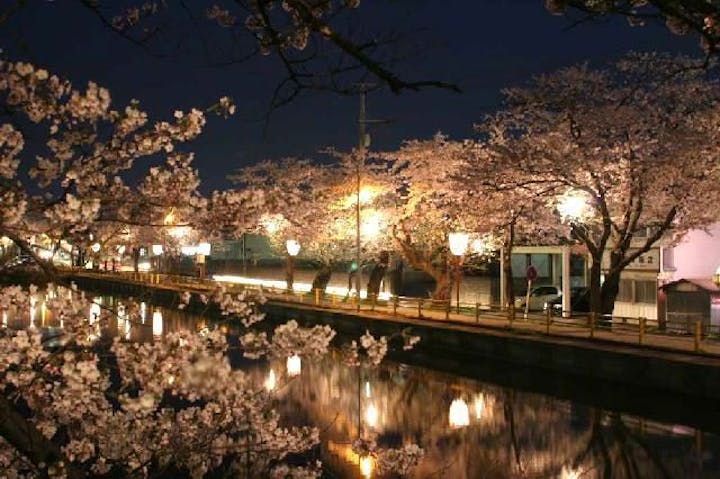 前森公園の桜・お花見
