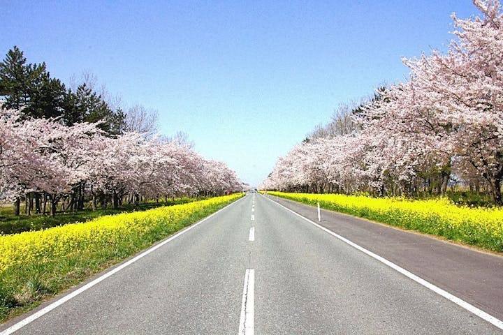 桜・菜の花ロードの桜・お花見