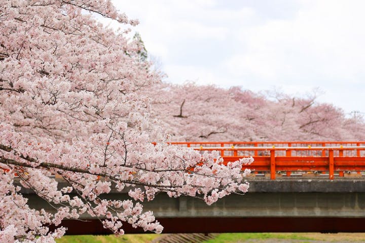 角館　桧木内川堤・武家屋敷通りの桜・お花見