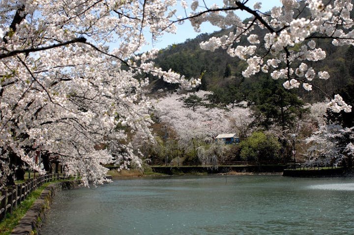 真人公園の桜・お花見