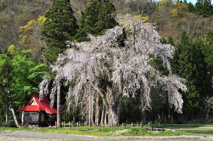 おしら様の枝垂れ桜の桜・お花見