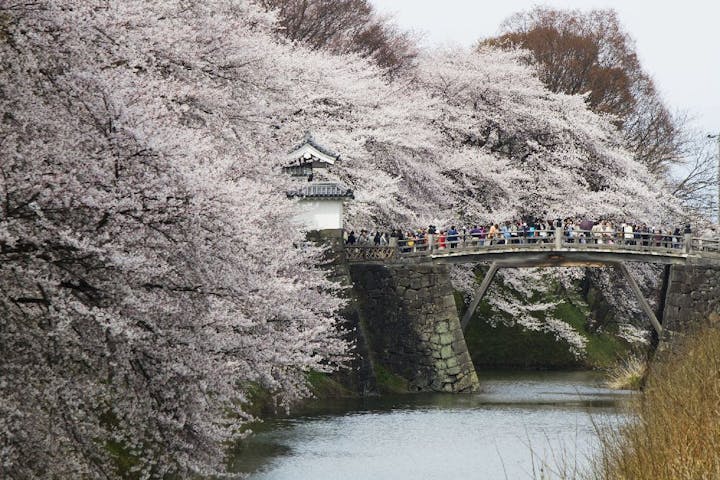 霞城公園の桜・お花見