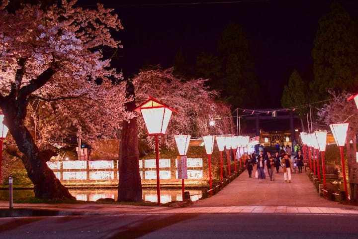 最上公園の桜・お花見
