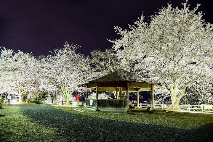 寒河江公園｢さくらの丘｣の桜・お花見