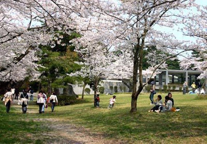 みゆき公園の桜・お花見