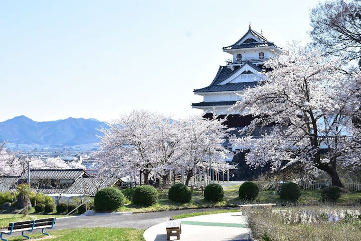 月岡公園の桜・お花見