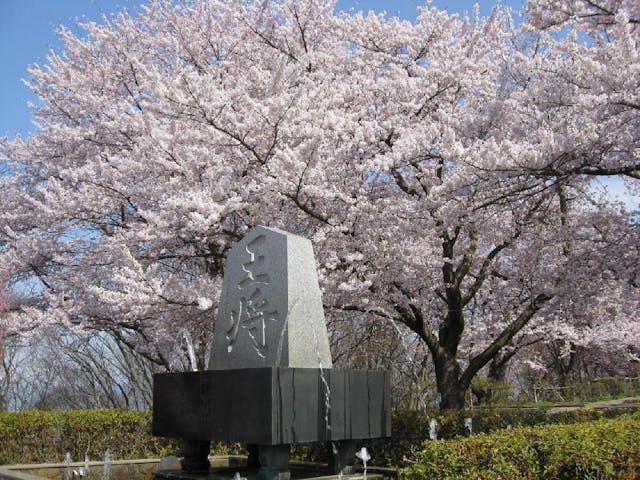 天童公園（舞鶴山）の桜・お花見