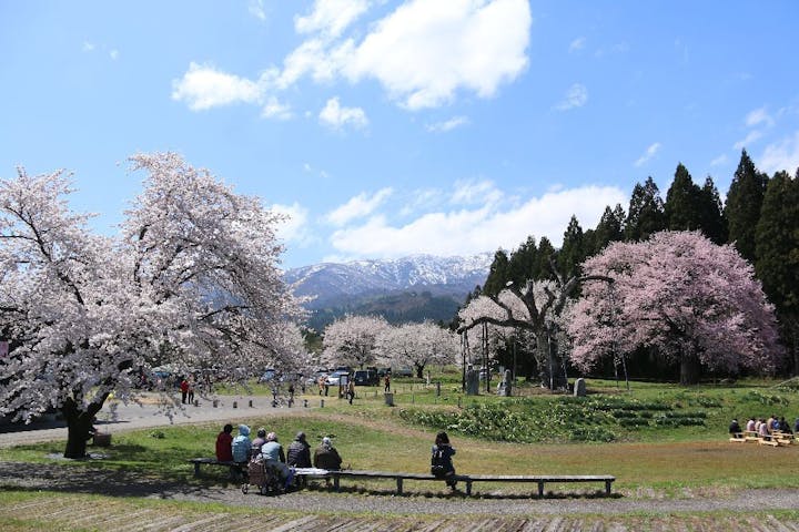 釜の越農村公園の桜群の桜・お花見