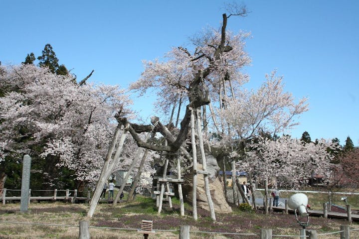 伊佐沢の久保ザクラの桜・お花見