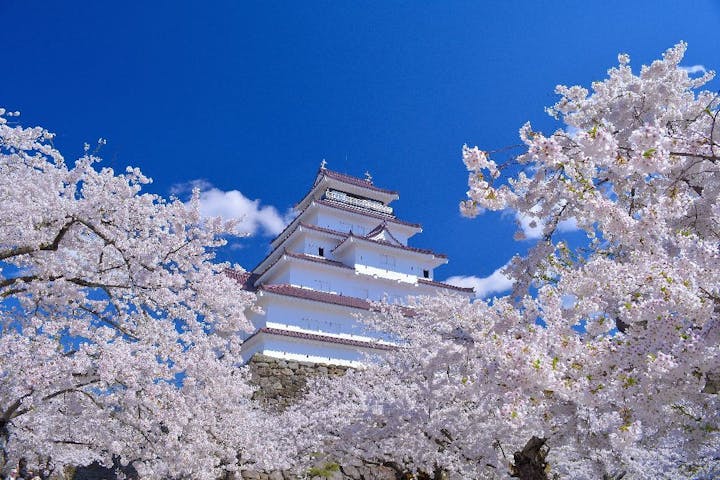 鶴ヶ城公園の桜・お花見
