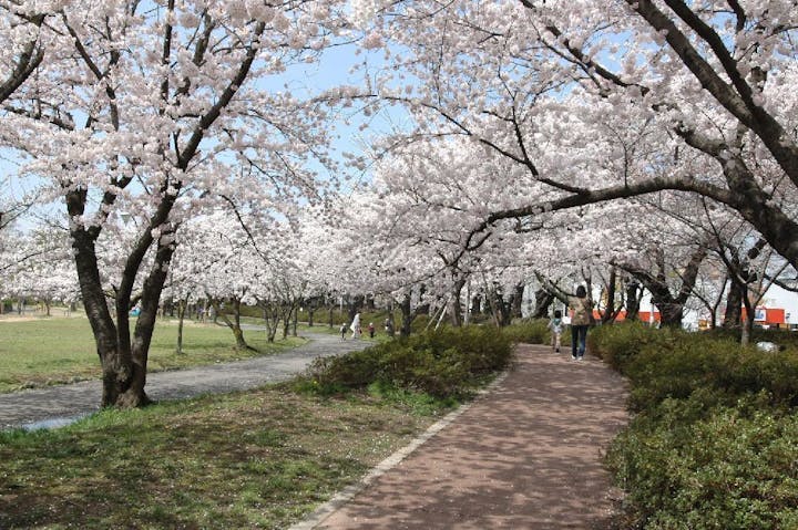 開成山公園･開成山大神宮の桜・お花見