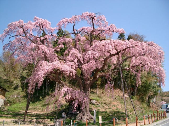 紅枝垂地蔵ザクラの桜・お花見