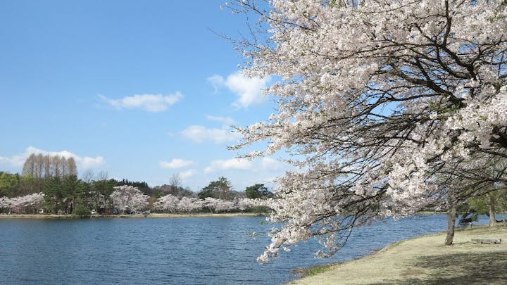 南湖公園の桜・お花見