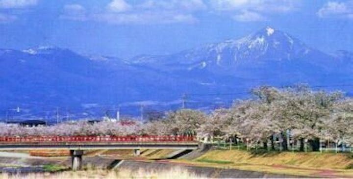 宮川千本桜の桜 お花見 アソビュー